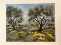 Les Oliviers de Zarou, vers 1980