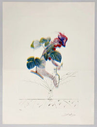 Flordali - Framboisier de Salvador Dalí, 1969