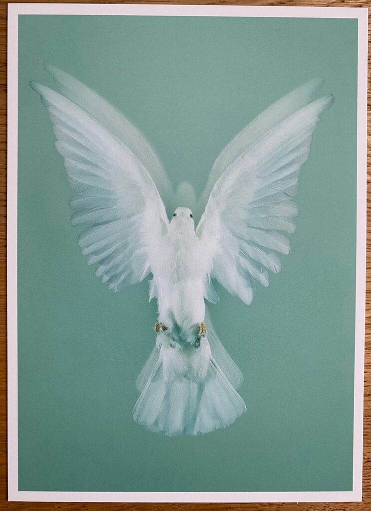 Set of 5 postcards de Damien Hirst, 2024 (vue 3)