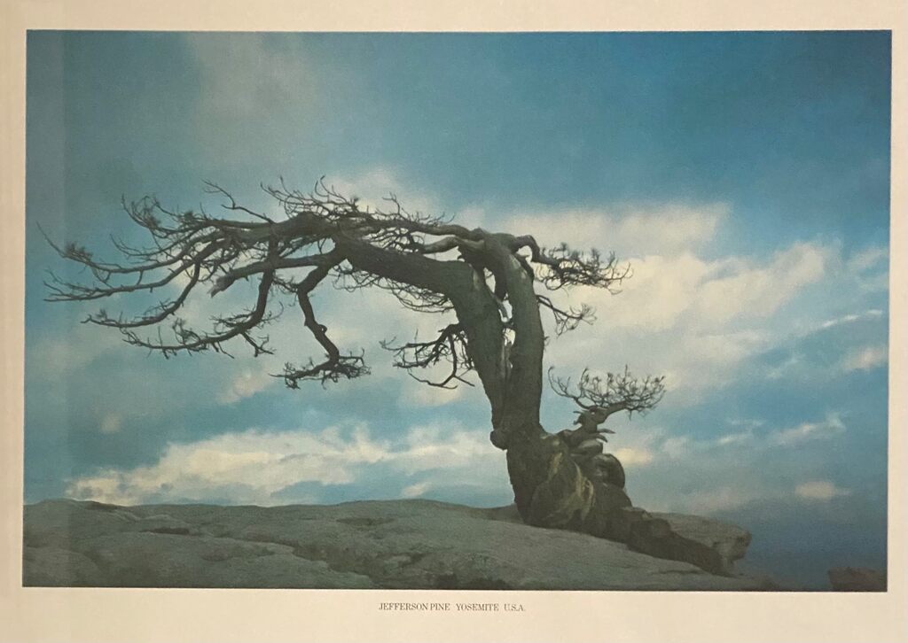 Jefferson Pine, Yosemite, USA by Barry Lategan, 1981 (view 2)