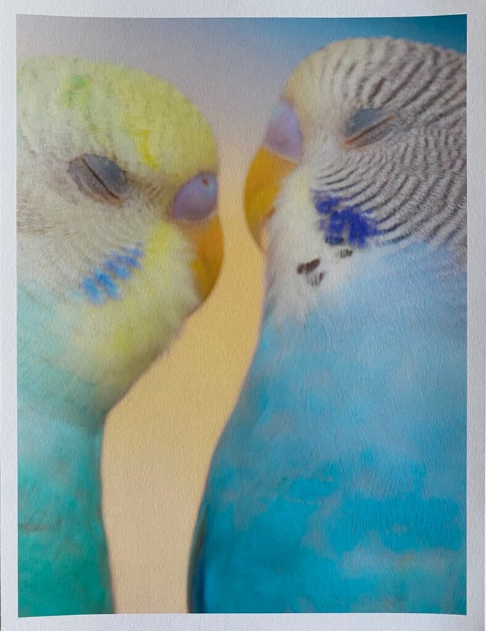 Couple de Perruches (Pair of Parakeets) de Paul Rousteau, 2017