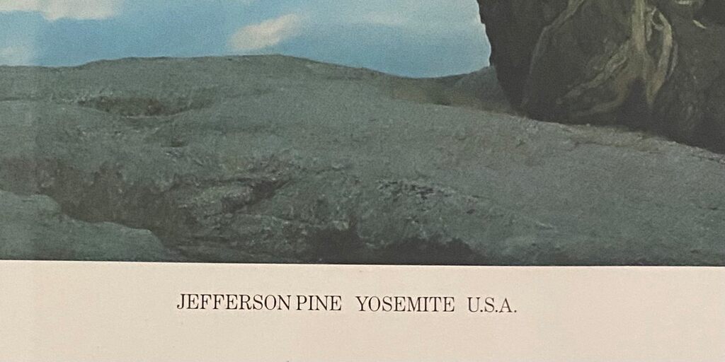 Jefferson Pine, Yosemite, USA by Barry Lategan, 1981 (view 3)
