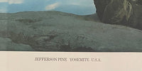 Jefferson Pine, Yosemite, USA by Barry Lategan, 1981 (view 3)
