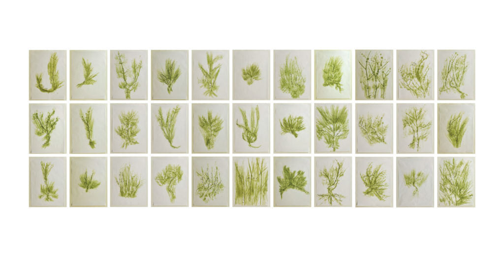 Trentatré Erbe (Thirty-three Herbs) by Giuseppe Penone, 1989