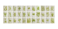Trentatré Erbe (Thirty-three Herbs) by Giuseppe Penone, 1989
