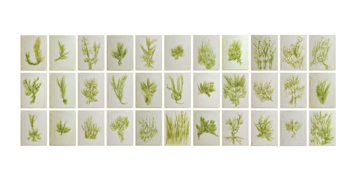 Trentatré Erbe (Thirty-three Herbs) by Giuseppe Penone, 1989