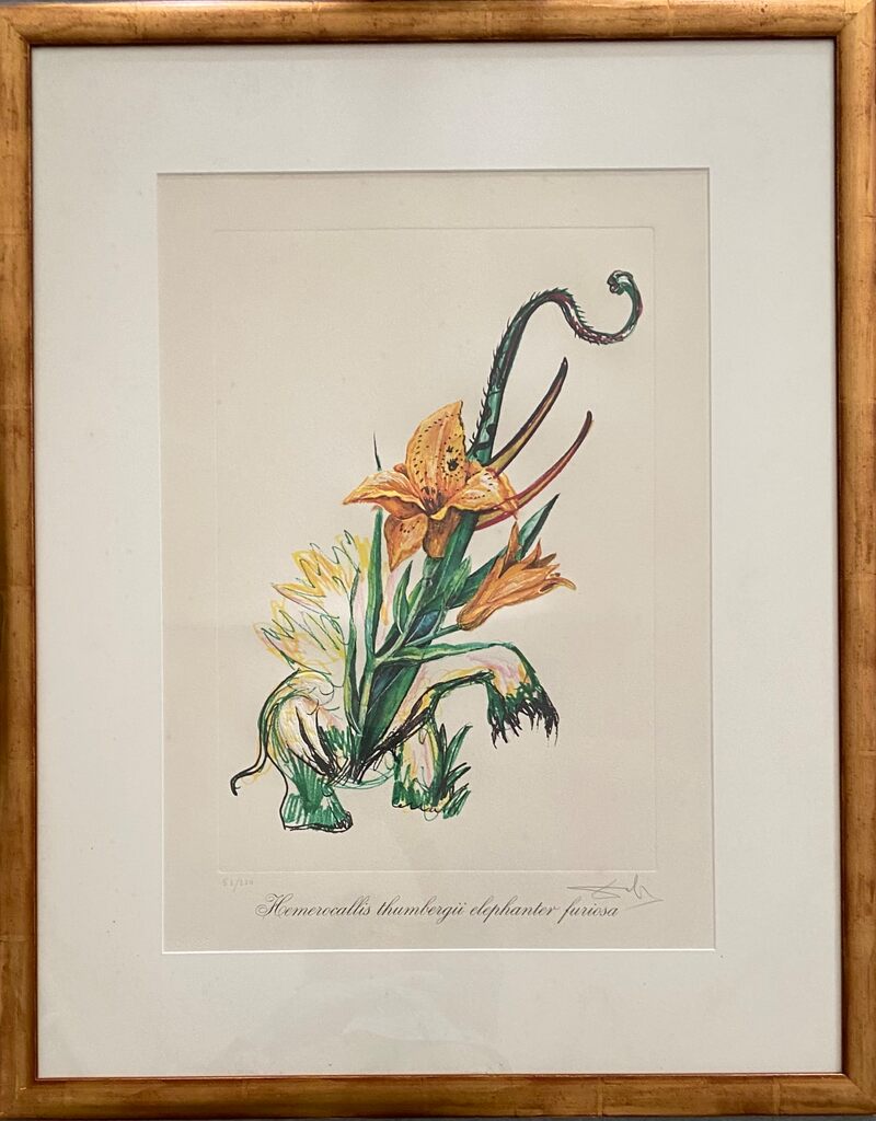 Hemerocallis thumbergü elephant furiosa de Salvador Dalí, 1972