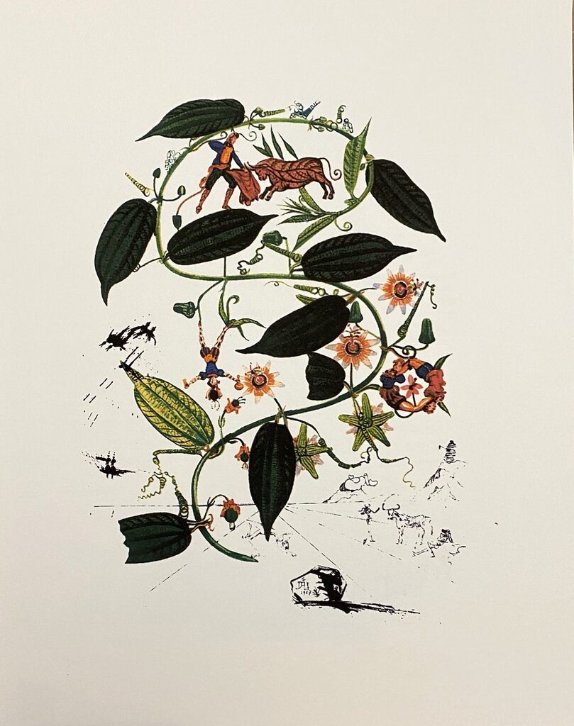 Passiflora Laurigera de Salvador Dalí, 1979