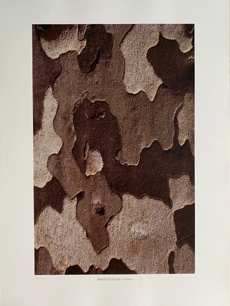 Berkeley Square, London de Barry Lategan, 1981