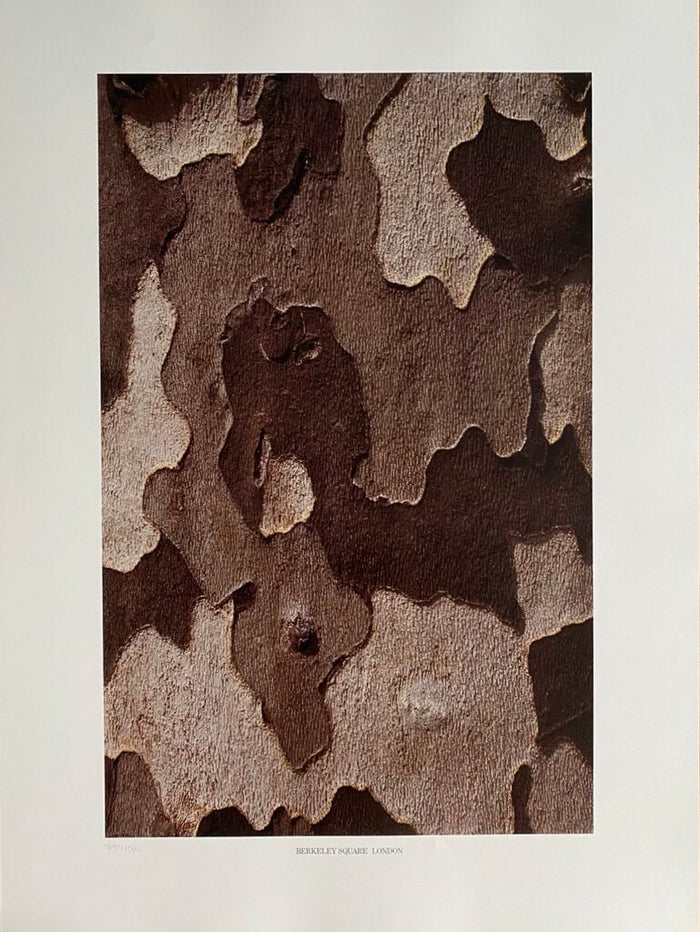 Berkeley Square, London de Barry Lategan, 1981