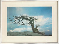 Jefferson Pine, Yosemite, USA by Barry Lategan, 1981