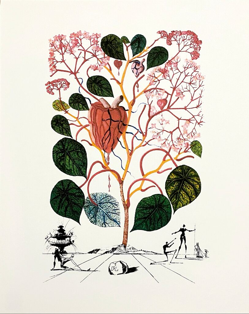 Begonia de Salvador Dalí, 1979