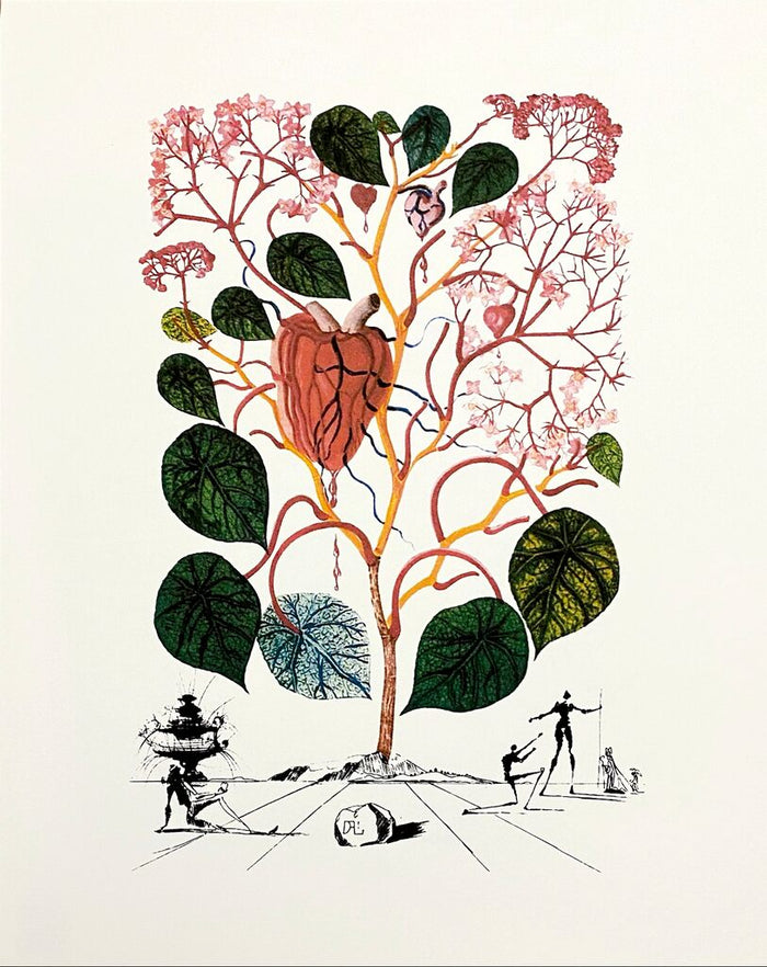 Begonia de Salvador Dalí, 1979